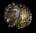 Enrolled Flexicalymene Trilobite From Ohio #10862-2